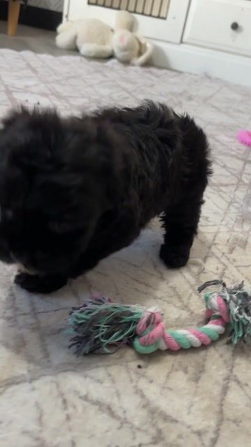 Gigi, a Black Female Havapoo Puppy 831852 | PuppySpot